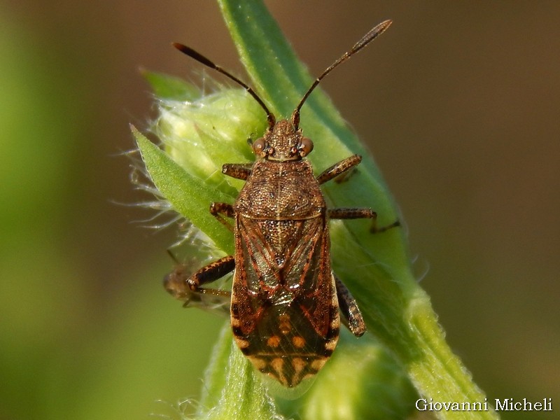 Rhopalidae: Stictopleurus punctatonervosus